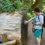 SF: Guided Muir Woods Tour & Hop-On Hop-Off Tour (Save 15%) - Exploring Muir Woods: A Towering Natural Wonder