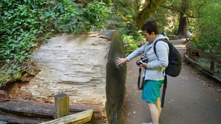 SF: Guided Muir Woods Tour & Hop-On Hop-Off Tour (Save 15%) - Exploring Muir Woods: A Towering Natural Wonder