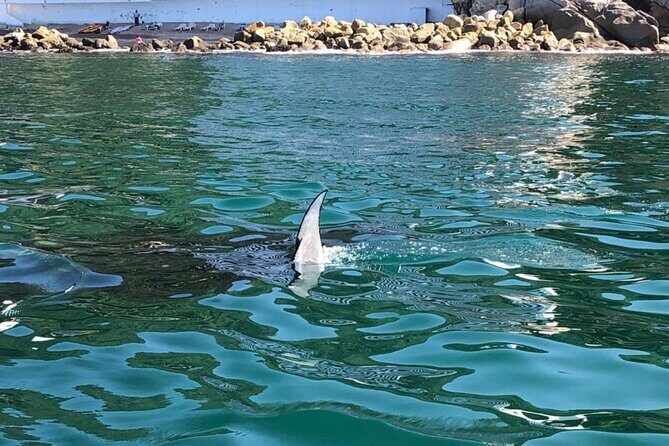 Shared Sailing Adventure Explore Puerto Vallarta by Sea - Frequently Asked Questions