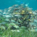 Shared Sky Snorkeling in Cozumel - Pricing and Value