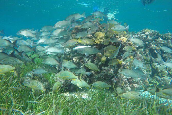 Shared Sky Snorkeling in Cozumel - Pricing and Value