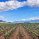 Shared Temecula Wine Tour from Newport Beach - Who Would Love This Tour?