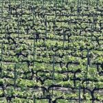 Shared Temecula Wine Tour from Tustin - What’s Included and What’s Not