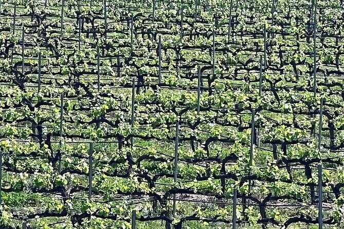 Shared Temecula Wine Tour from Tustin - What’s Included and What’s Not