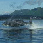 Shared Whale and Wildlife Viewing - FAQs
