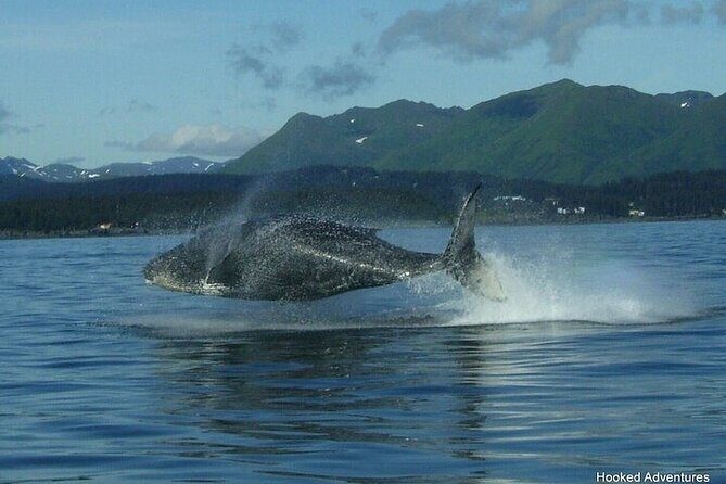 Shared Whale and Wildlife Viewing - FAQs