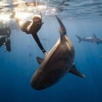 Shark Dive Private Charter No Cage - Why This Tour Offers Great Value