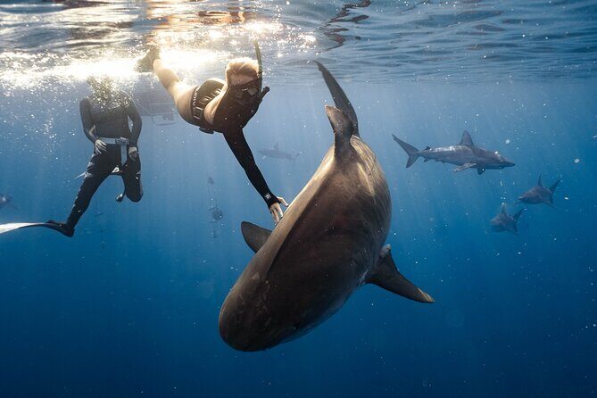Shark Dive Private Charter No Cage - Why This Tour Offers Great Value