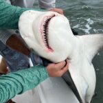 Shark Fishing Tampa Bay - Who Should Consider This Experience?