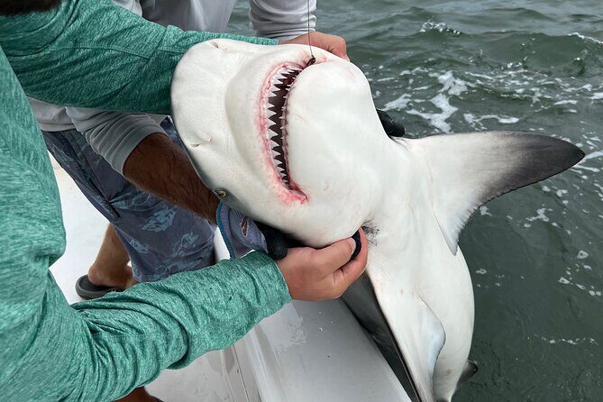 Shark Fishing Tampa Bay - Who Should Consider This Experience?