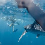 Shark Safari in San Jose del Cabo - The Sum Up