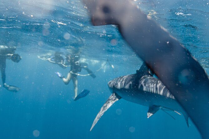 Shark Safari in San Jose del Cabo - The Sum Up