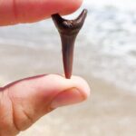 Shark Tooth and Shell Hunting Tour in Charleston, SC - Who Will Love This Tour?