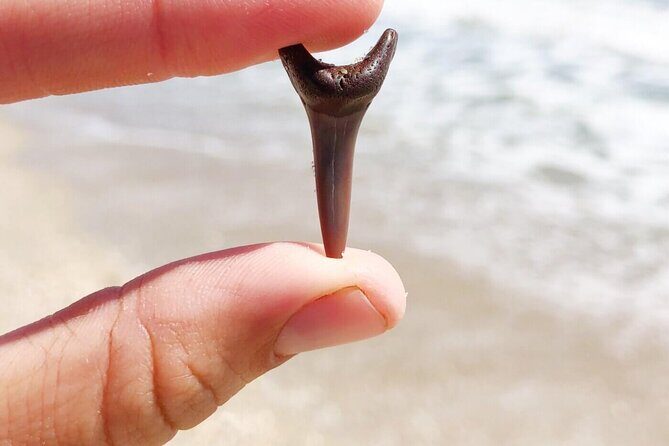 Shark Tooth and Shell Hunting Tour in Charleston, SC - Who Will Love This Tour?