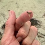 Shell Key Shelling Tour Discover Unique Treasures - St. Pete, FL - Who Would Enjoy This Tour?