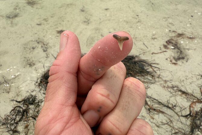 Shell Key Shelling Tour Discover Unique Treasures - St. Pete, FL - Who Would Enjoy This Tour?