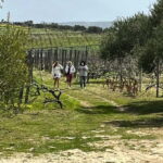 Shuttle & Wine Experience at Lyrarakis Winery - What We Love About the Lyrarakis Winery Tour