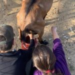 Sifnos: Goat Milking, Cheese-Making & Traditional Dinner - The Value of This Experience