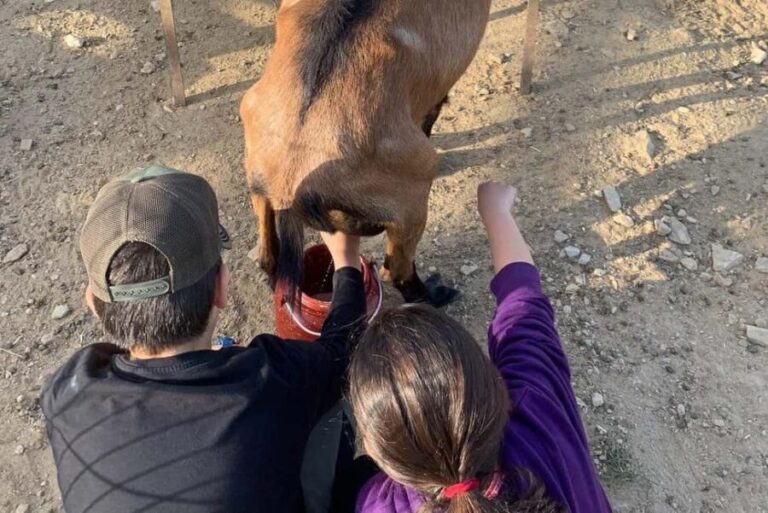 Sifnos: Goat Milking, Cheese-Making & Traditional Dinner - The Value of This Experience  