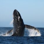 Sighting whale tour in Los Cabos - Who Should Consider This Tour?