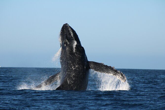 Sighting whale tour in Los Cabos - Who Should Consider This Tour?