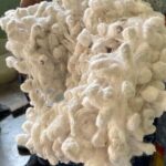 Silkworm and Maguey in the Sierra Norte - The Value of the Experience