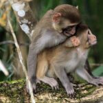 Silver Springs Manatee Kayaking Tour - Exploring the Silver Springs Kayaking Experience