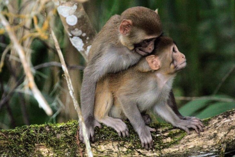 Silver Springs Manatee Kayaking Tour - Exploring the Silver Springs Kayaking Experience