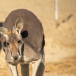 Sip and Animal Safari Experience in Fredericksburg - Why This Tour Offers Great Value