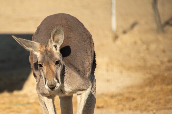 Sip and Animal Safari Experience in Fredericksburg - Why This Tour Offers Great Value