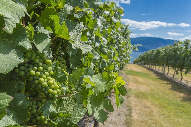 Sip & Savor: Private West Kelowna Wine Trail Escape - The Sum Up: Is This Tour Right for You?
