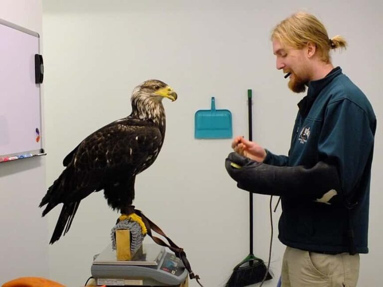 Sitka: Alaska Raptor Center Admission Ticket - Who Will Love This Experience?