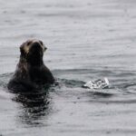 Sitka Sound Marine Wildlife Tour - Why This Tour Is Worth Considering