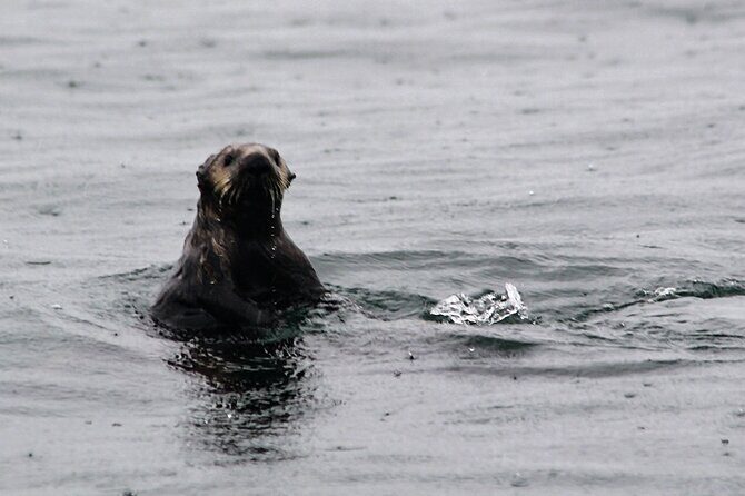 Sitka Sound Marine Wildlife Tour - Why This Tour Is Worth Considering