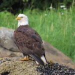 Sitka Whale Watch and Sea Otter Quest - Why This Tour Stands Out
