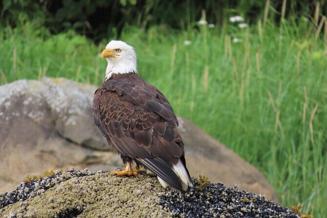 Sitka Whale Watch and Sea Otter Quest - Why This Tour Stands Out