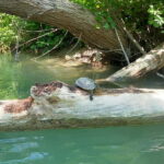 Sivota: Kayaking Adventure in the Acheron River, 13 km - Possible Drawbacks