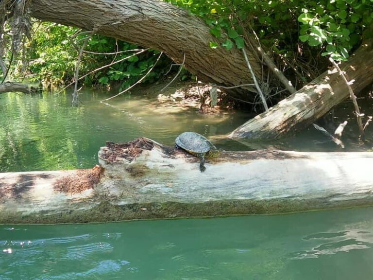 Sivota: Kayaking Adventure in the Acheron River, 13 km - Possible Drawbacks