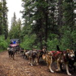 Skagway: Yukon Dog Mushing & Sightseeing Tour - An In-Depth Look at the Yukon Dog Mushing & Sightseeing Tour