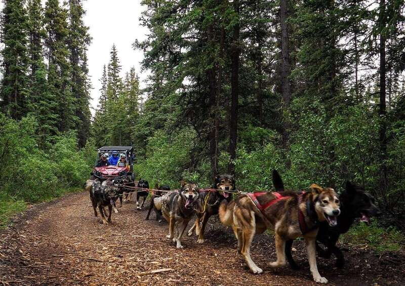 Skagway: Yukon Dog Mushing & Sightseeing Tour - An In-Depth Look at the Yukon Dog Mushing & Sightseeing Tour