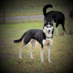 SLED DOG KENNEL VISIT TARTU COUNTRY ESTONIA - The Value and Practicalities