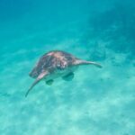 Small Group Semi Private Akumal and Cenote Snorkeling Tour - Authentic Insights from Reviews