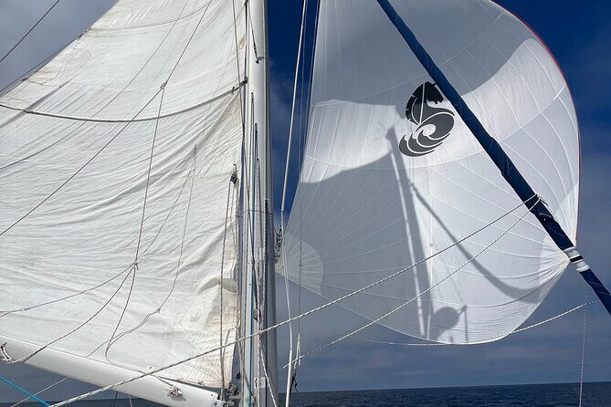 Small Private Catamaran Sunset Tours in San Diego - Wildlife Encounters and Marine Life