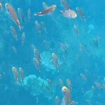 Snorkel Adventure in Marietas Islands or Punta Mita Reefs - Practical Details and Tips