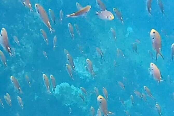 Snorkel Adventure in Marietas Islands or Punta Mita Reefs - Practical Details and Tips