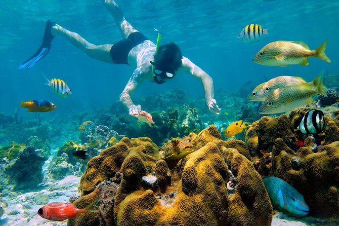 Snorkel and swim in Cozumel el Cielo Reef, Palancar and Colombia - Is This Tour Worth the Cost?