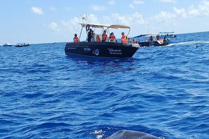 Snorkel and Swimming with Whale Shark in Cancun - Why This Tour Offers Great Value