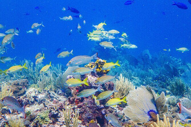 Snorkel at El Farito - The Lighthouse Reservation - Why It Works Well for Certain Travelers