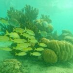 Snorkel at Turtle Habitat at Akumal from Playa del Carmen - Why This Tour Is Worth It