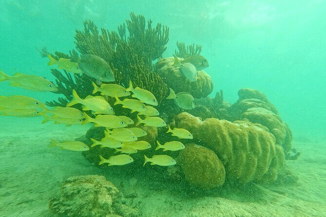 Snorkel at Turtle Habitat at Akumal from Playa del Carmen - Why This Tour Is Worth It